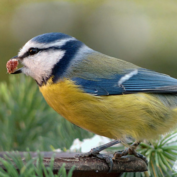 Vogels in de winter