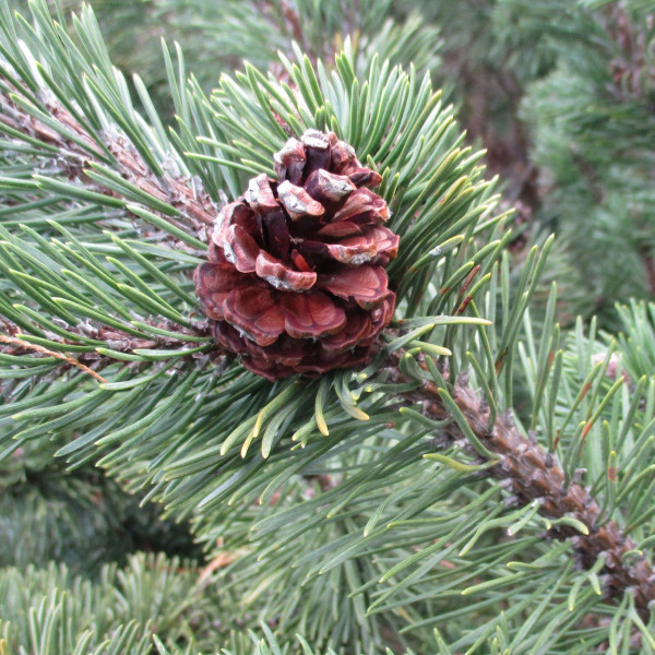 Kerst in de takken
