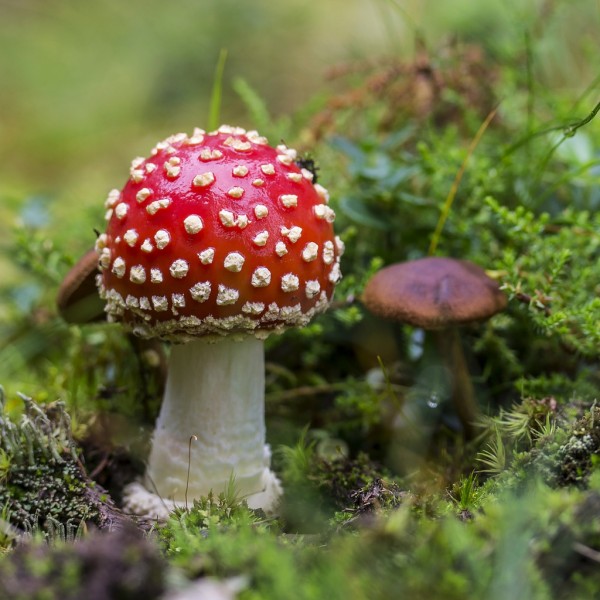 Paddenstoelendans