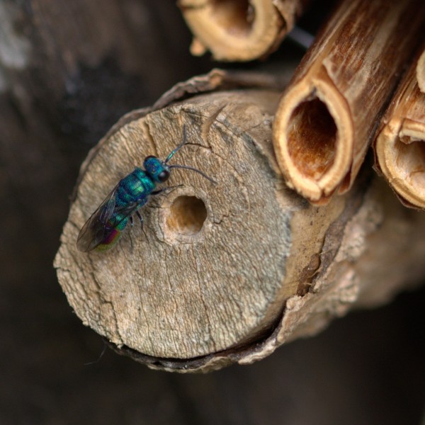 Bouwen voor insecten