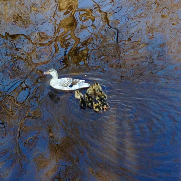 Smartphone fotografie in de natuur